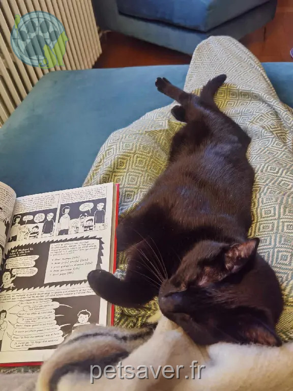 Chat Perdu 38 Isère - Sonun Chat Perdu 38 Isère - Sonun