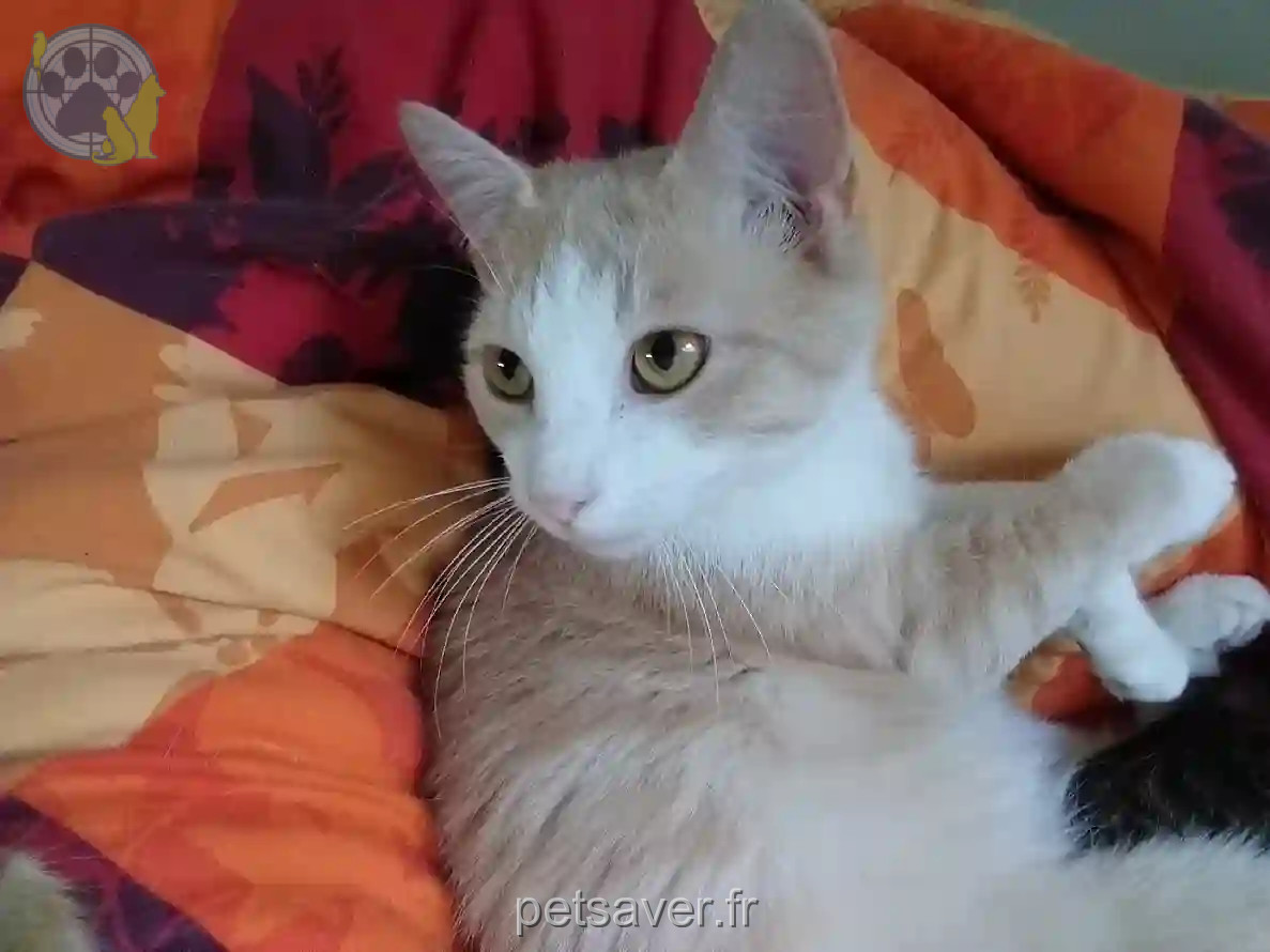 Chat Perdu 38 Isère - Soren Chat Perdu 38 Isère - Soren