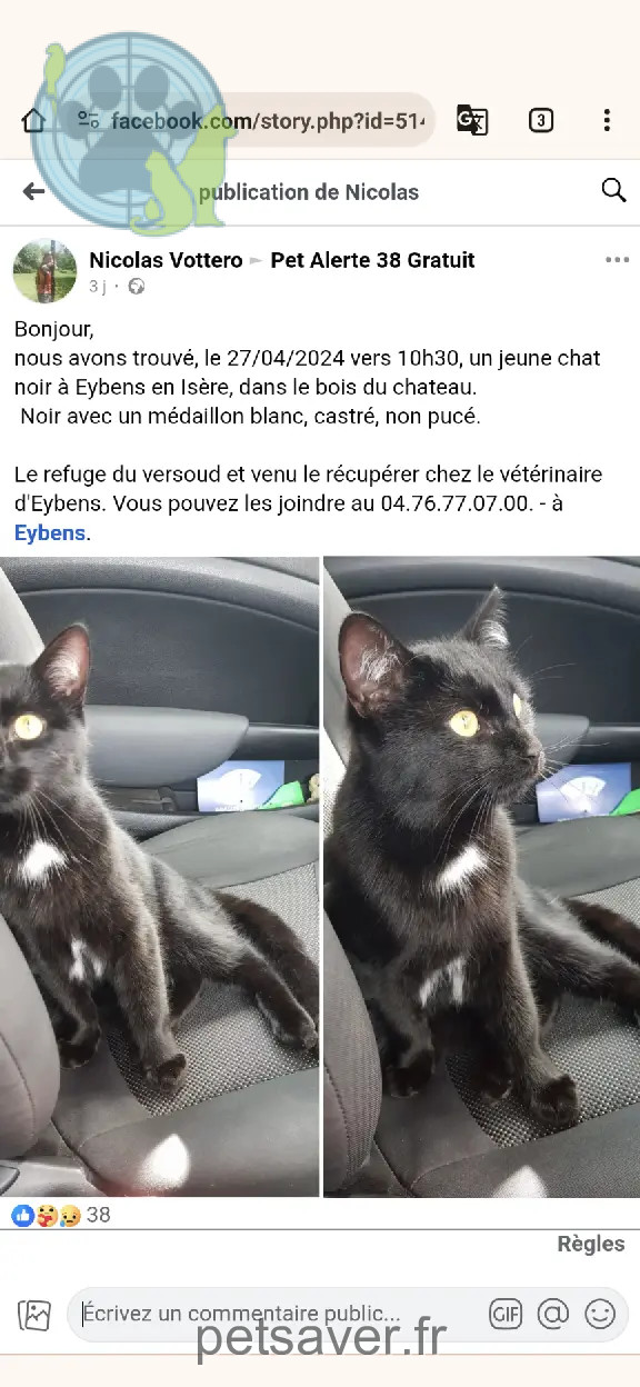 Chat Perdu 38 Isère - Stitch Chat Perdu 38 Isère - Stitch