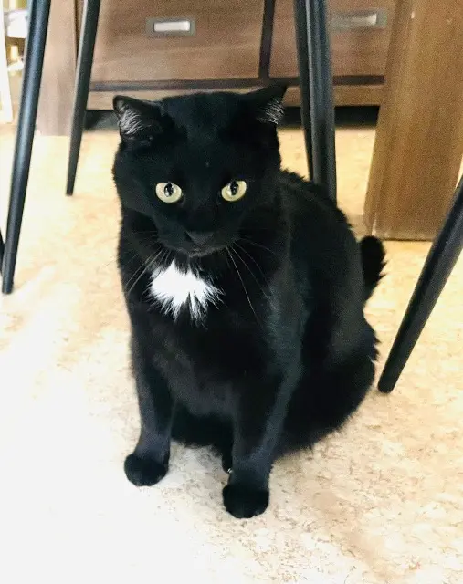 chat lost   38530 Pontcharra Sunny