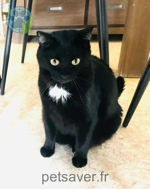 gatto perso 38530 Pontcharra Sunny gatto lost 38530 Pontcharra Sunny