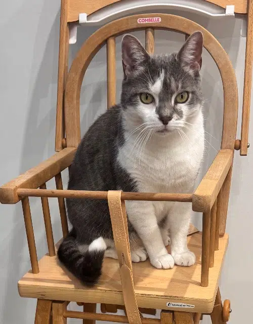 chat lost   38130 Échirolles Sushi