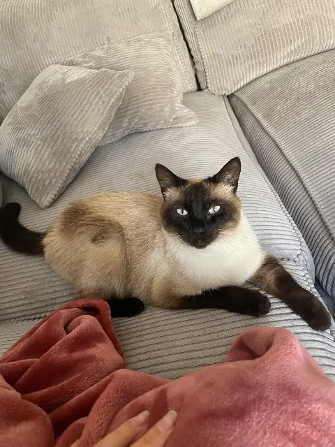 kater vermist 38460 Villemoirieu Symba kater lost 38460 Villemoirieu Symba