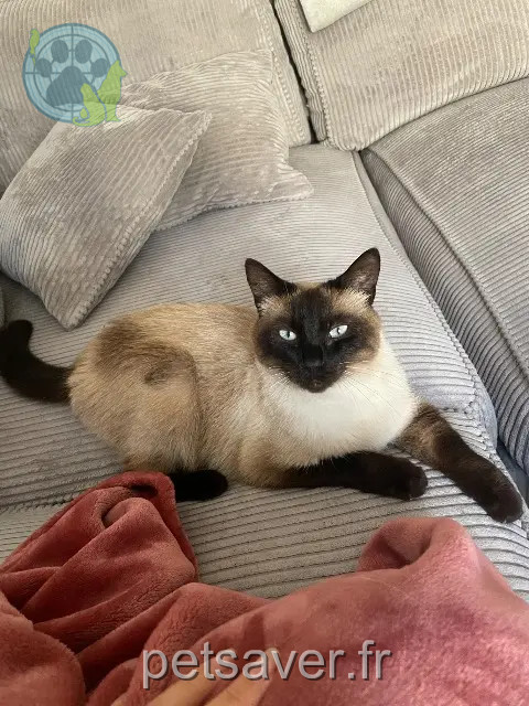 gatto perso 38460 Villemoirieu Symba gatto lost 38460 Villemoirieu Symba