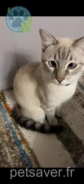 gatto lost   38600 Fontaine Symba