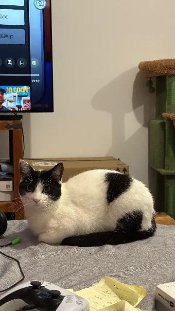 chat lost   38500 La Buisse Tango