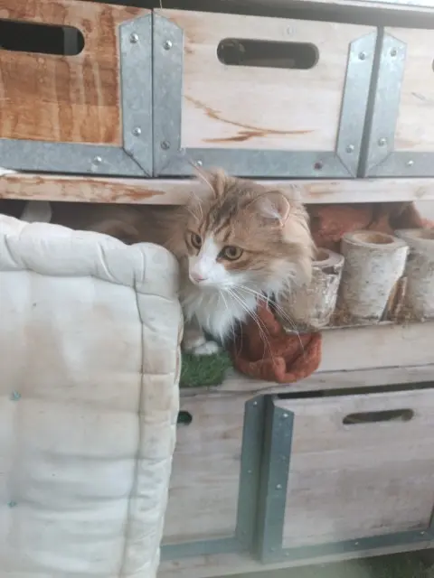 chat lost   38330 Saint-Ismier Tao