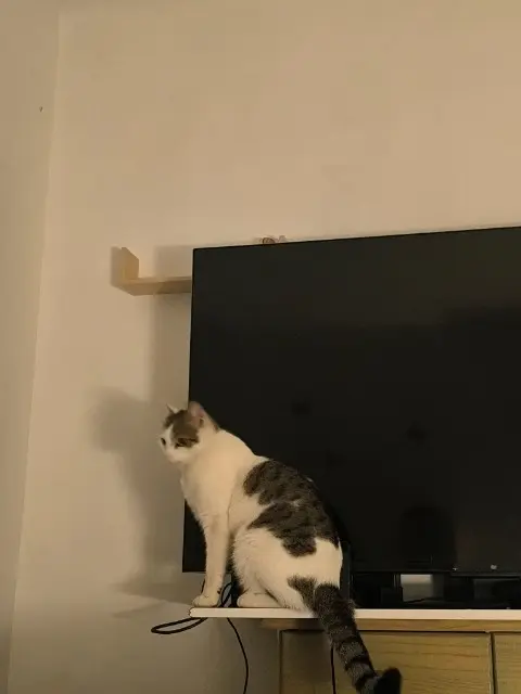 chat lost   38150 Salaise-sur-Sanne Tetsuo