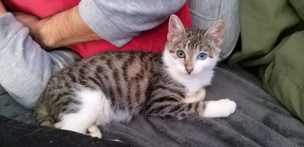 Chat Perdu 38 Isère - Texas Chat Perdu 38 Isère - Texas