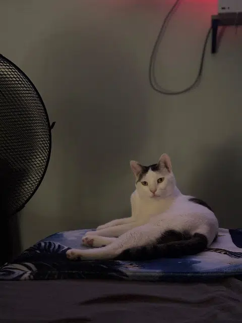 chat lost   38230 Tignieu-Jameyzieu Albus