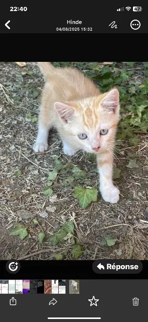 chat lost   38230 Tignieu-Jameyzieu Minou