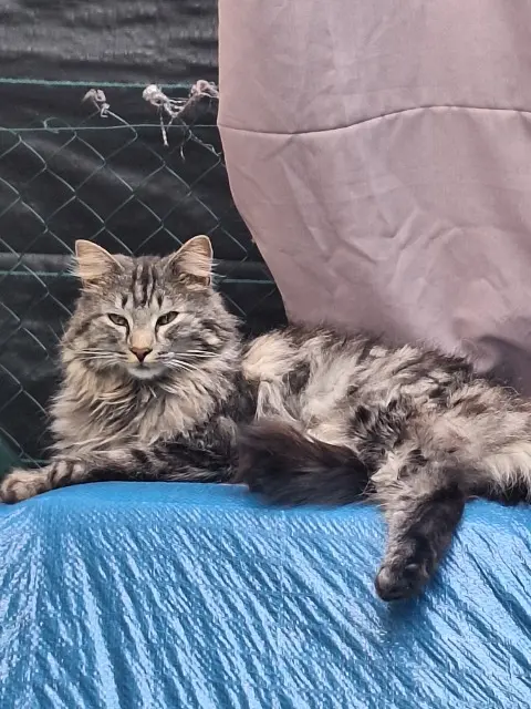 chat lost   38230 Tignieu-Jameyzieu Oréo