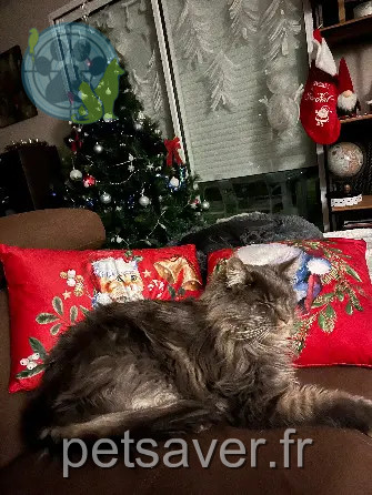 Chat Perdu 38 Isère - Tigris Chat Perdu 38 Isère - Tigris