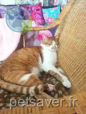 Chat Perdu 38 Isère - Tigrou Chat Perdu 38 Isère - Tigrou