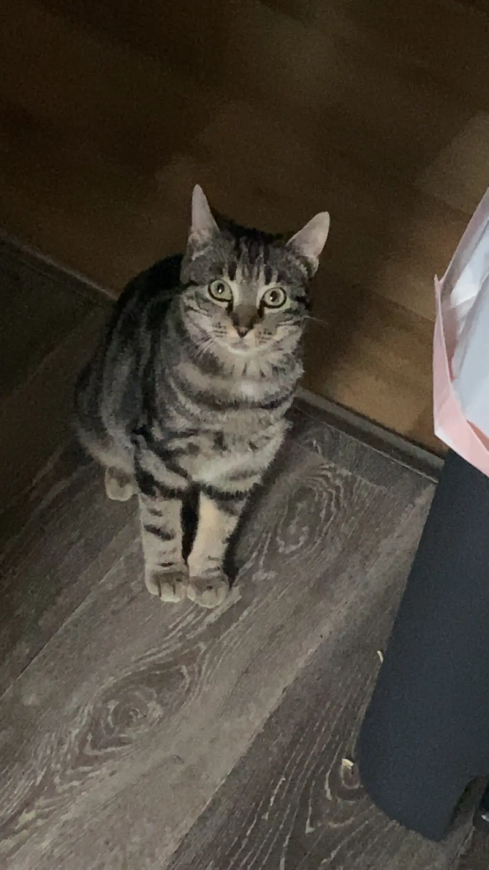 Chat Perdu 38 Isère - Tigrou Chat Perdu 38 Isère - Tigrou