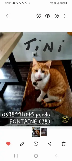 chat lost   38600 Fontaine TINI