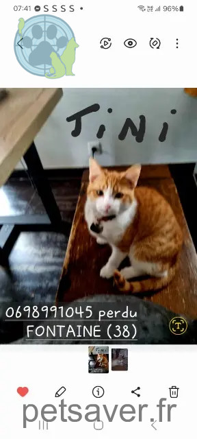 chat perdu 38600 Fontaine TINI chat lost 38600 Fontaine TINI