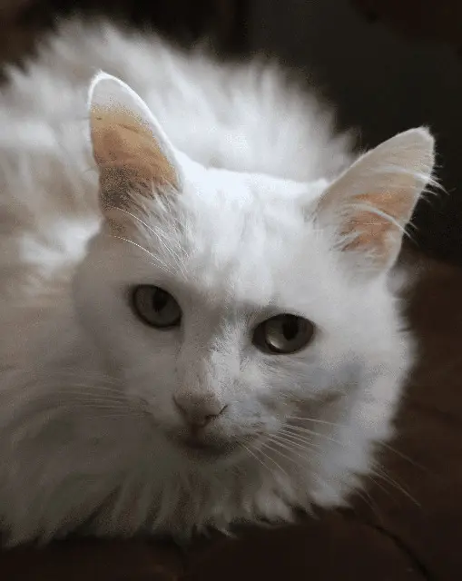 chat lost   38430 Moirans Tiny