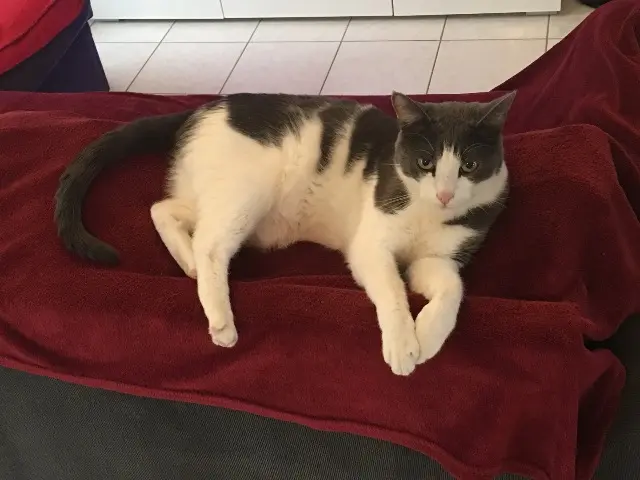 chat lost   38440 Sainte-Anne-sur-Gervonde Titi