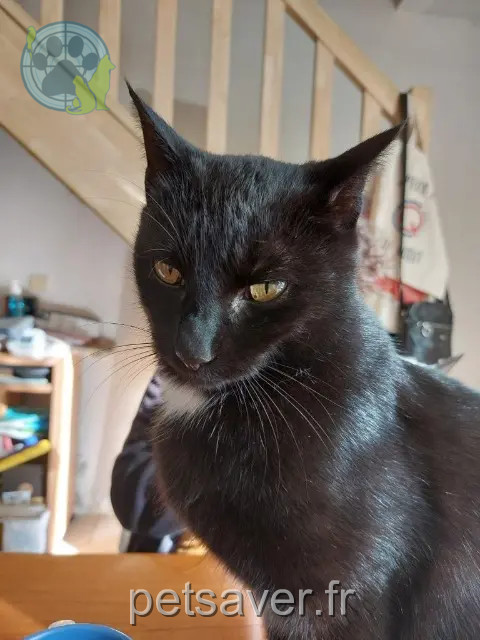 chat perdu 38490 Aoste Titou chat lost 38490 Aoste Titou
