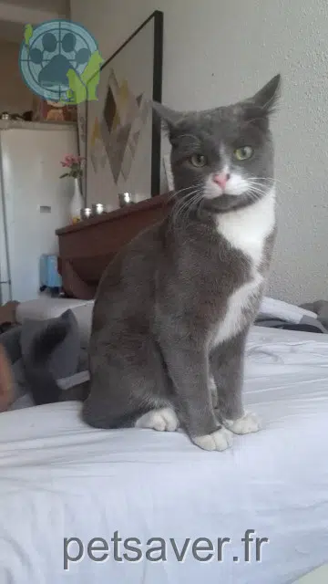 gato lost 38260 La Côte-Saint-André Tom