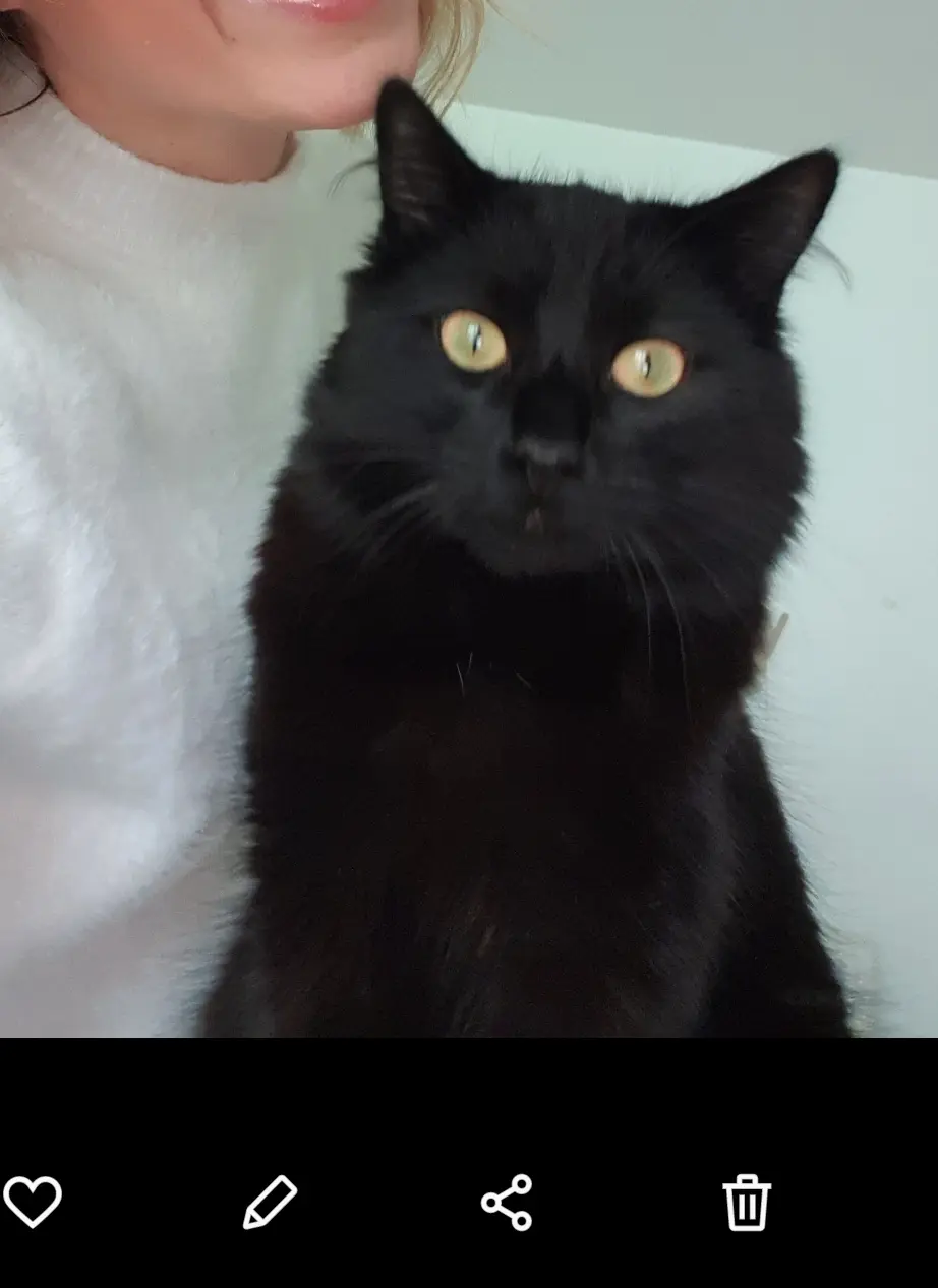 Chat Perdu 38 Isère - Ulysse Chat Perdu 38 Isère - Ulysse