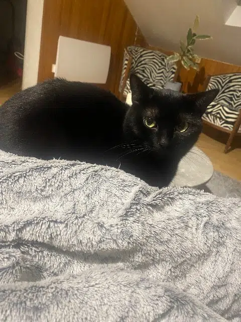 chat lost   38380 Saint-Laurent-du-Pont Ulysse