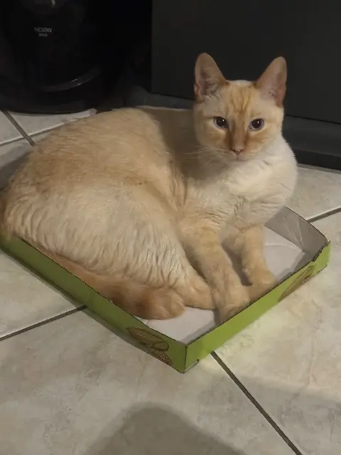 chat lost   38150 Salaise-sur-Sanne Ulysse