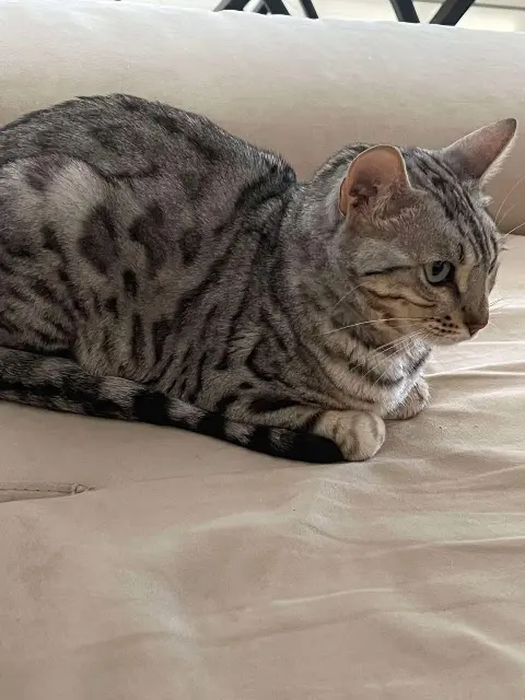 chat lost   38180 Seyssins Urus