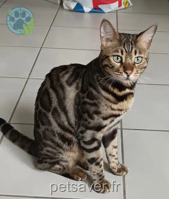 chat lost   38450 Vif Uska