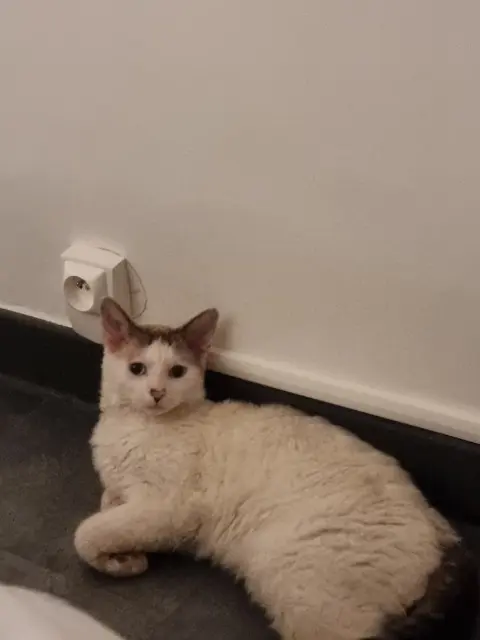 chat lost   38400 Saint-Martin-d'Hères Usyk