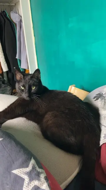 chat lost   38220 Vizille Vegeta