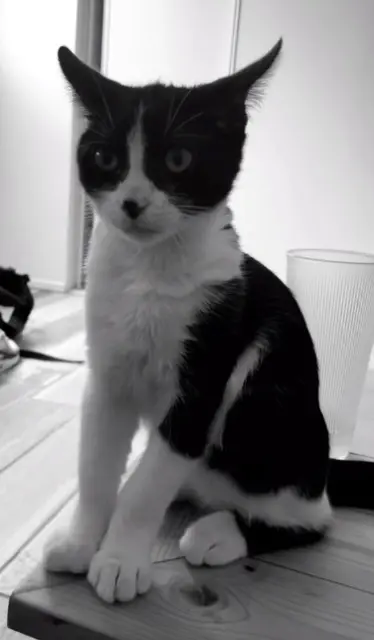 chat lost   38510 Vézeronce-Curtin Michka