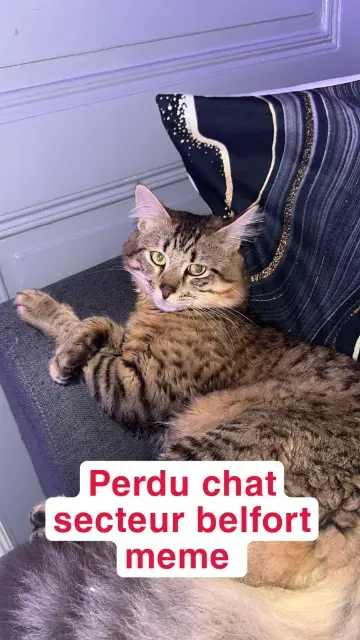 chat lost   38150 Roussillon Willi