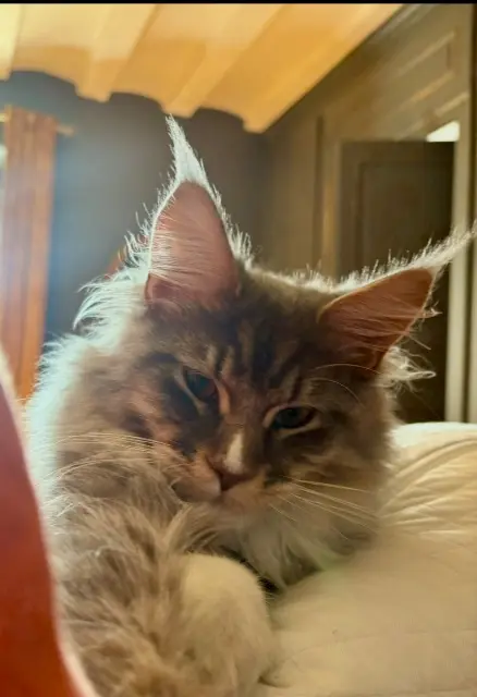chat lost   38200 Vienne Wilson