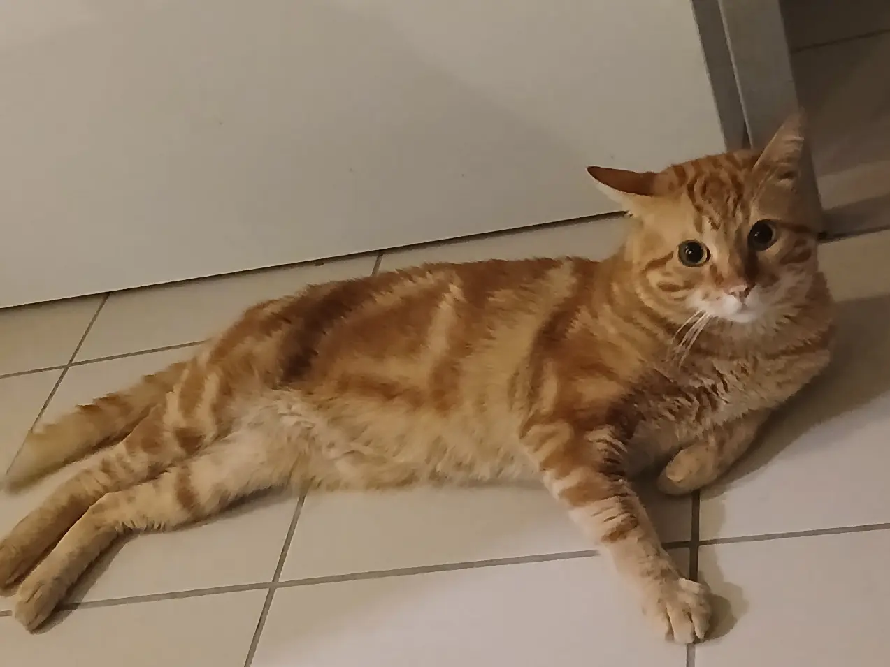 Chat Perdu 38 Isère Chat Perdu 38 Isère