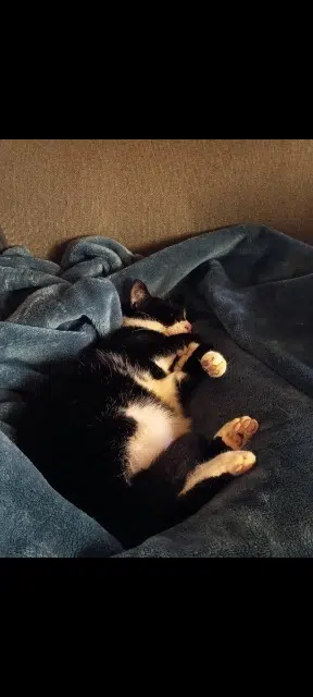 cat lost   38480 Romagnieu Yakari