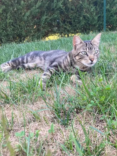 chat lost   38140 Saint-Blaise-du-Buis Yuki