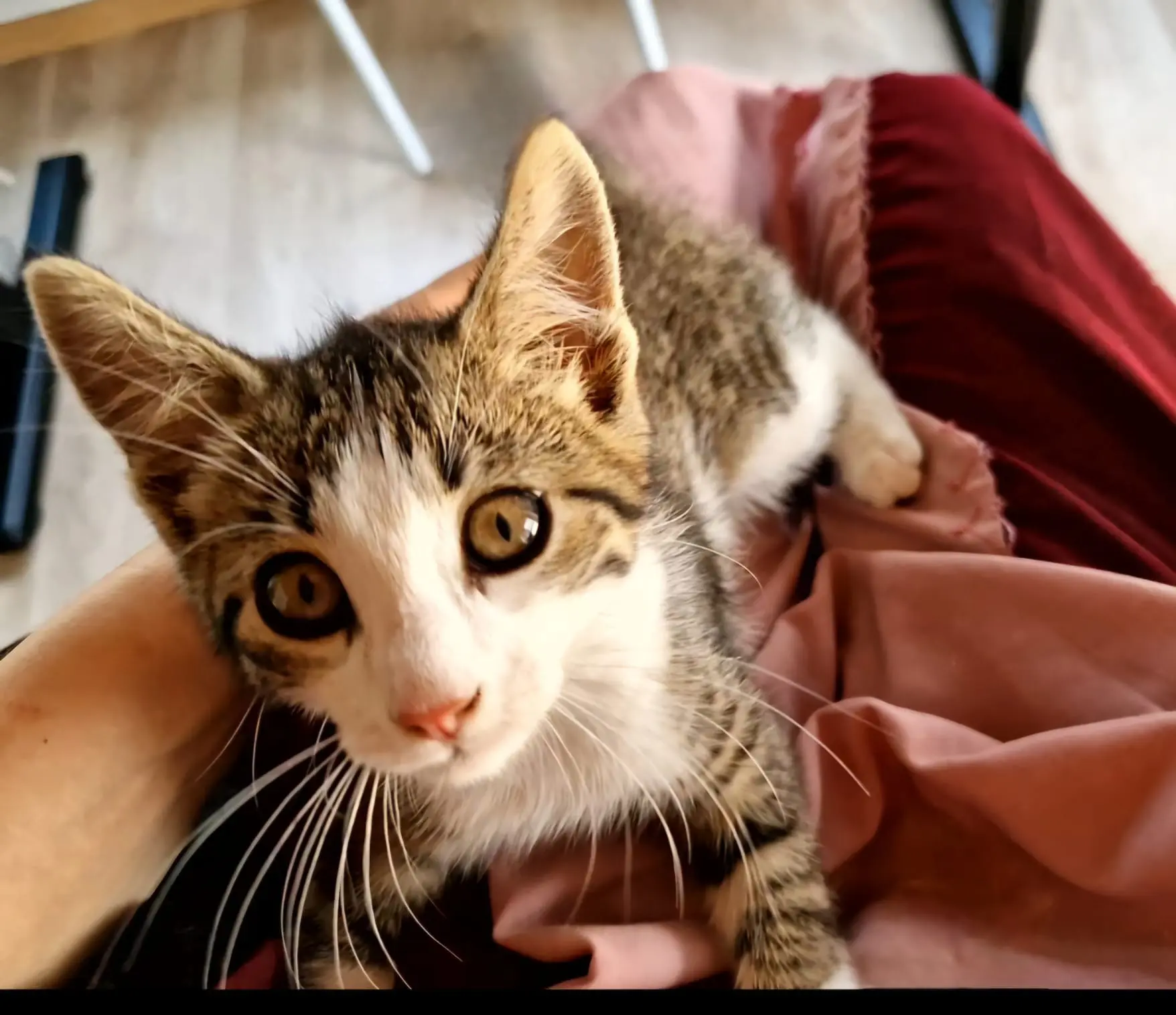 Chat Perdu 38 Isère - Yuki Chat Perdu 38 Isère - Yuki
