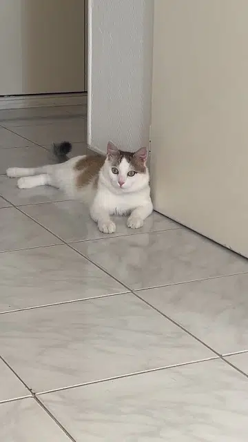 chat lost   38090 Villefontaine Yuki