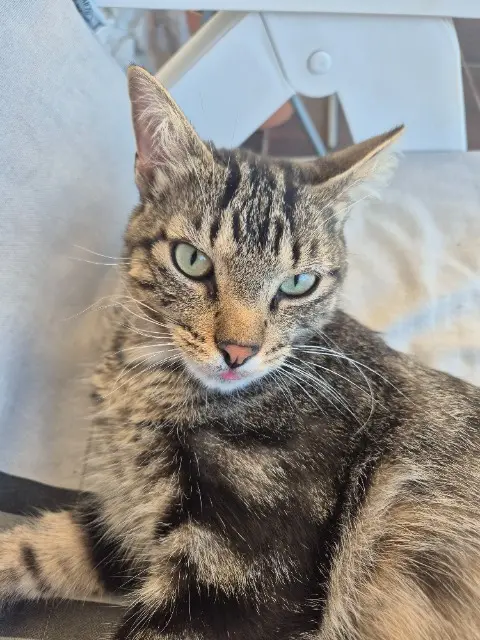 chat lost   38140 Saint-Blaise-du-Buis Yuqi