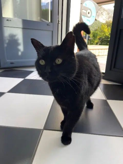 chat lost   38340 Voreppe Zadig