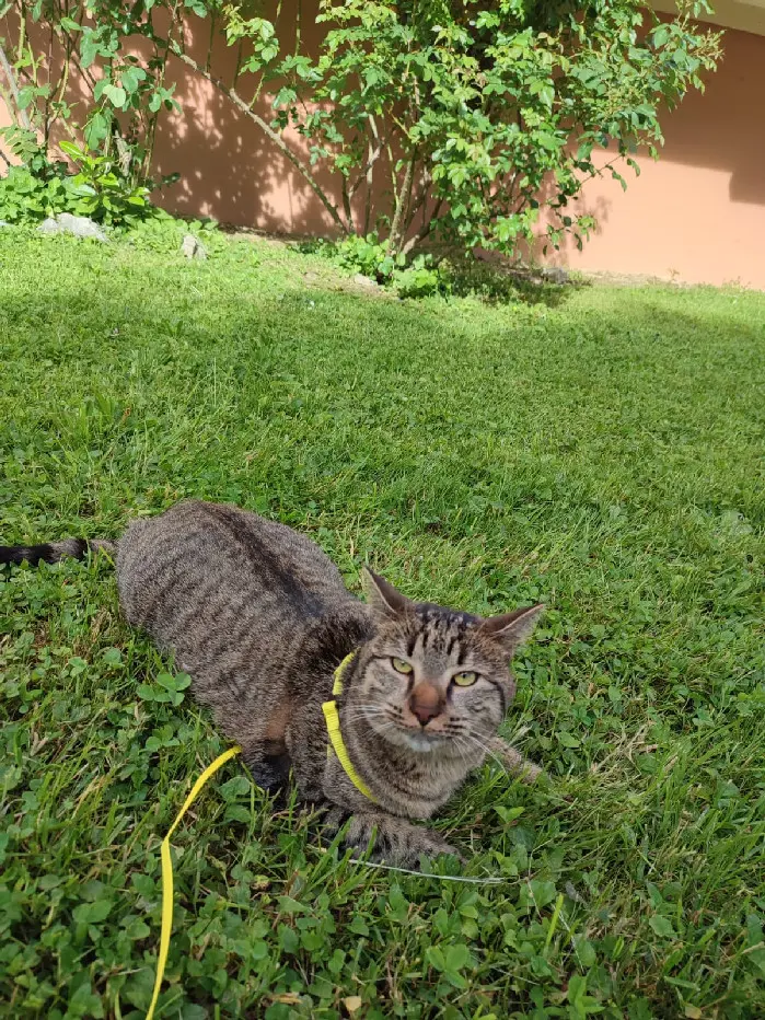 Chat Perdu 38 Isère Chat Perdu 38 Isère