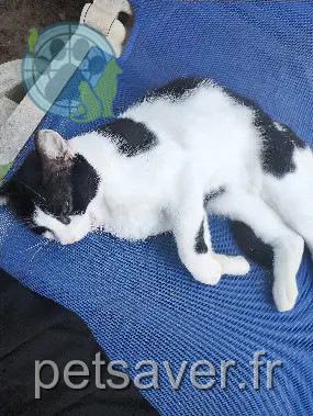 Chat Perdu 38 Isère Chat Perdu 38 Isère