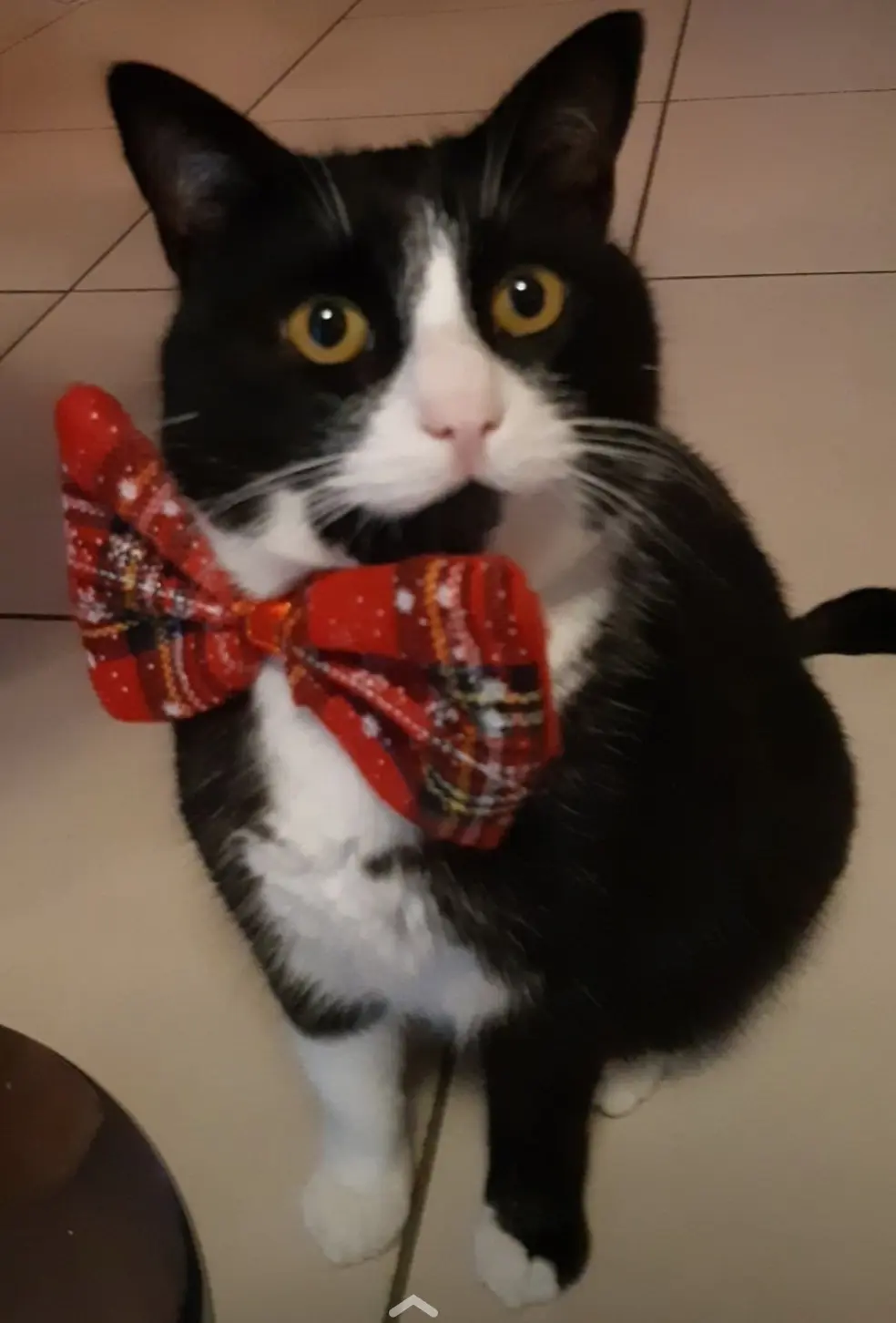 Chat Perdu 38 Isère Chat Perdu 38 Isère