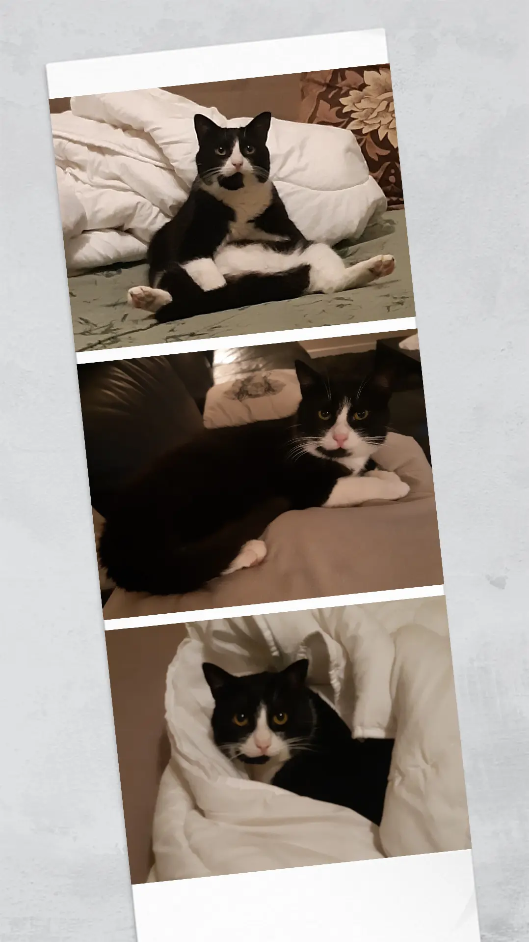 Chat Perdu 38 Isère Chat Perdu 38 Isère