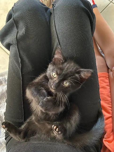 Chat Perdu 38 Isère Chat Perdu 38 Isère
