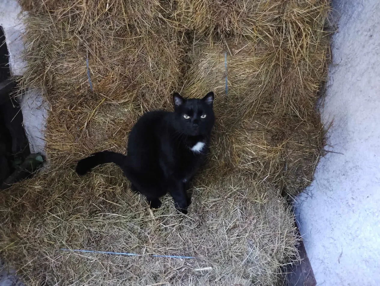 Chat Perdu 38 Isère - Éclipse Chat Perdu 38 Isère - Éclipse