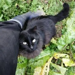 Chat Perdu 39 Jura Chat Perdu 39 Jura
