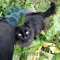 Chat Perdu 39 Jura Chat Perdu 39 Jura